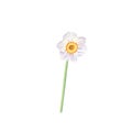 Watercolor daffodil isolated on white background, botanical illustration.