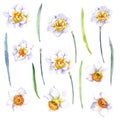 Watercolor daffodil set on the white background