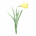 Watercolor daffodil yellow flower. Isolated hand drawn illustration garden spring narcissus. Floral botanical drawing