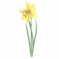 Watercolor daffodil yellow flower. Isolated hand drawn illustration garden spring narcissus. Floral botanical drawing