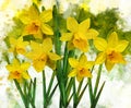 Watercolor daffodils. Hand drawn watercolor spring flowers perfect for design greeting card or print