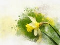 Watercolor daffodils. Hand drawn watercolor spring flowers perfect for design greeting card or print