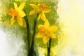 Watercolor daffodils. Hand drawn watercolor spring flowers perfect for design greeting card or print