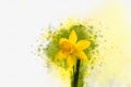 Watercolor daffodils. Hand drawn watercolor spring flowers perfect for design greeting card or print