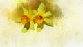 Watercolor daffodils. Hand drawn watercolor spring flowers perfect for design greeting card or print