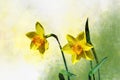 Watercolor daffodils. Hand drawn watercolor spring flowers perfect for design greeting card or print