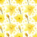 Watercolor Daffodils pattern. botanical illustration with spring narcissus flower, bud, petals texture