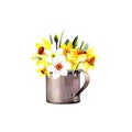 Watercolor daffodils. Spring flowers in a cup. Watercolor illustration