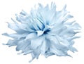 Watercolor dahlia flower blue. Flower isolated on a white background. No shadows with clipping path. Close-up Royalty Free Stock Photo