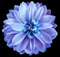 Watercolor dahlia flower blue-purple. Flower isolated on black background. No shadows with clipping path. Close-up. Royalty Free Stock Photo