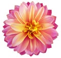 Watercolor dahlia flower bright pink-yellow. Flower isolated on white background. No shadows with clipping path. Close-up. Royalty Free Stock Photo