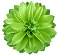 Watercolor dahlia flower green. Flower isolated on white background. No shadows with clipping path. Close-up. Royalty Free Stock Photo