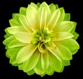 Watercolor dahlia flower green-yellow. Flower isolated on black background. No shadows with clipping path. Close-up. Royalty Free Stock Photo