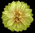 Watercolor dahlia flower green-yellow.. Flower isolated on black background. No shadows with clipping path. Close-up. Royalty Free Stock Photo