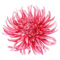 Watercolor dahlia flower isolated on white background, watercolor botanical painting, red delicate flower Royalty Free Stock Photo