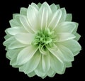 Watercolor dahlia flower light green Flower isolated on black background. No shadows with clipping path. Close-up. Royalty Free Stock Photo