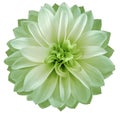 Watercolor dahlia flower light green Flower isolated on white background. No shadows with clipping path. Close-up. Royalty Free Stock Photo