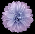 Watercolor dahlia flower light pink-blue Flower isolated on black background. No shadows with clipping path. Close-up. Royalty Free Stock Photo