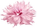 Watercolor dahlia flower  light  pink.  Flower isolated on a white background. No shadows with clipping path. Close-up. Royalty Free Stock Photo