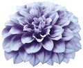 Watercolor dahlia flower purple. Flower isolated on a white background. No shadows with clipping path. Close-up. Royalty Free Stock Photo