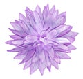 Watercolor dahlia flower purple. Flower isolated on a white background. No shadows with clipping path. Close-up Royalty Free Stock Photo