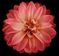 Watercolor dahlia flower  red. Flower isolated on black background. No shadows with clipping path. Close-up. Royalty Free Stock Photo