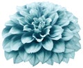 Watercolor dahlia flower turquoise. Flower isolated on a white background. No shadows with clipping path. Close-up. Royalty Free Stock Photo