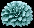 Watercolor dahlia flower turquoise. Flower isolated on the black background. No shadows with clipping path. Close-up. Royalty Free Stock Photo