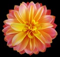 Watercolor dahlia flower yellow-red. Flower isolated on black background. No shadows with clipping path. Close-up. Royalty Free Stock Photo