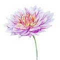 Watercolor dahlia flowers Royalty Free Stock Photo