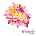 Watercolor dahlia flowers