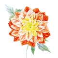 Watercolor dahlia flowers Royalty Free Stock Photo