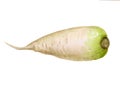 Watercolor daikon radish Royalty Free Stock Photo