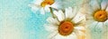 Watercolor vintage daisies background on old paper - Facebook cover Royalty Free Stock Photo