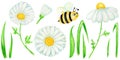 Watercolor daisy chamomile flower with fly bee illustration. Hand drawn botanical herbs isolated on white background Royalty Free Stock Photo