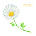 Watercolor daisy chamomile flower illustration. Hand drawn botanical herbs isolated on white background. Summer White Royalty Free Stock Photo