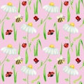 Watercolor daisy chamomile flower seamless pattern with fly ladybug, bee illustration. Hand drawn botanical herbs on Royalty Free Stock Photo