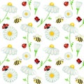 Watercolor daisy chamomile flower seamless pattern with fly ladybug, bee illustration. Hand drawn botanical herbs on Royalty Free Stock Photo