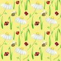 Watercolor daisy chamomile flower seamless pattern with fly ladybug, bee illustration. Hand drawn botanical herbs on Royalty Free Stock Photo
