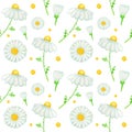 Watercolor daisy chamomile flower seamless pattern illustration. Hand drawn botanical herbs on white background