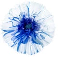 Watercolor daisy flower white-blue. Flower isolated on a white background. No shadows with clipping path. Royalty Free Stock Photo