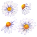 Watercolor daisy hand painted illustration, watercolour daisy isolated on white background. Watercolor floral. Botanical Drawing.