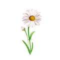 Daisy flower composition, watercolor illustration isolated on white background Royalty Free Stock Photo