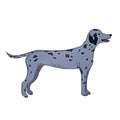 Watercolor dalmatian dog , very cute