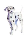 The watercolor dalmatian isolated on white background, illustration.