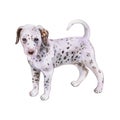 Watercolor Dalmatian puppy painting