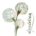 Watercolor dandelion