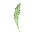 Watercolor daysi leaf, april month birth flower