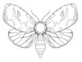 Watercolor decorative butterfly insect, drawn contour, print, black and white coloring, antistress on white background for decorat Royalty Free Stock Photo