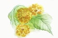 Watercolor decorative flower Marigold Tagetes